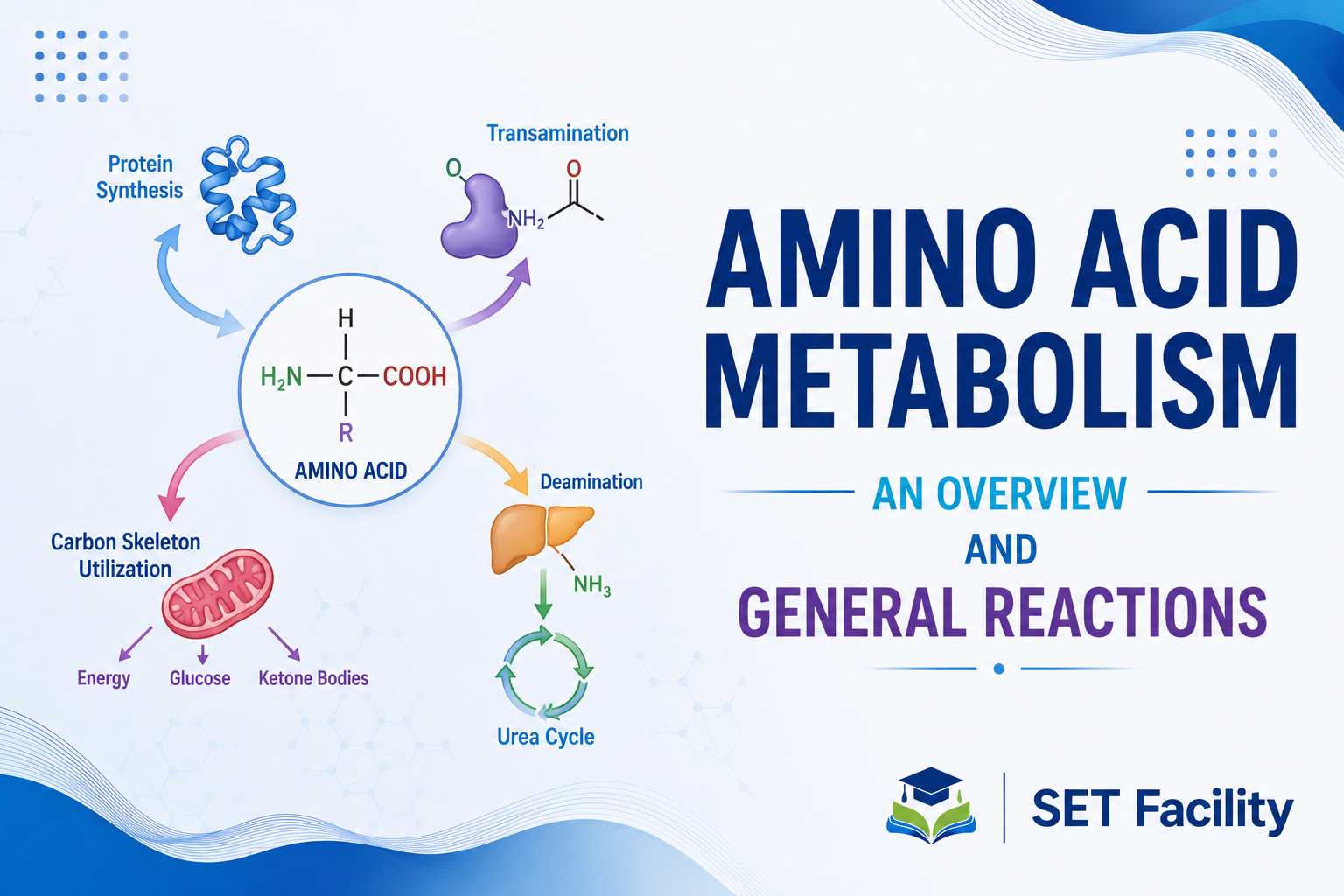 Amino Acid Metabolism – An overview and General Reactions