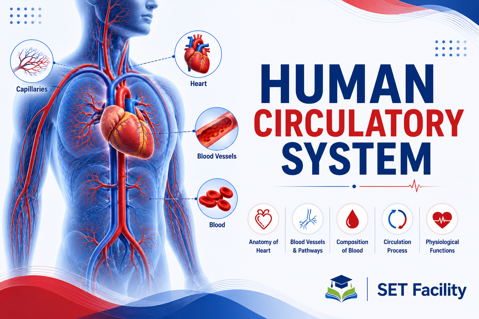 Demo Course : Human Circulatory System